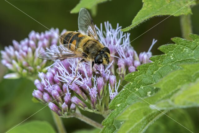 Blinde bij (Eristalis tenax)