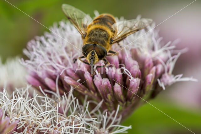 drone fly (Eristalis tenax)