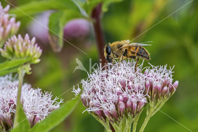 drone fly (Eristalis tenax)