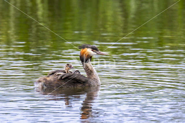 Great Crested Grebe (Podiceps cristatus)