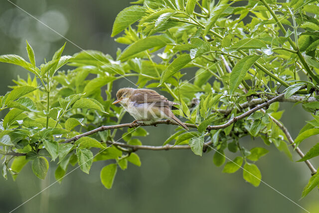 Bosrietzanger (Acrocephalus palustris)