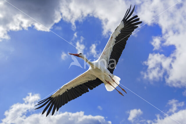 White Stork (Ciconia ciconia)