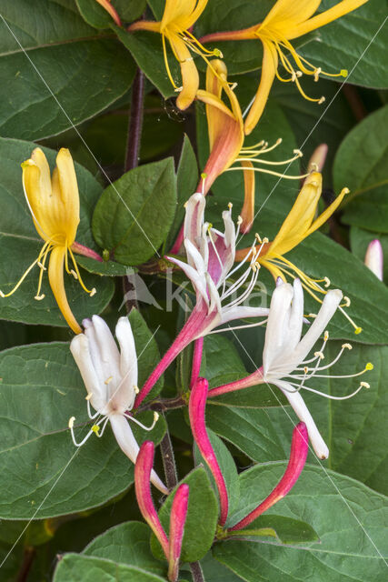 Wilde kamperfoelie (Lonicera periclymenum)