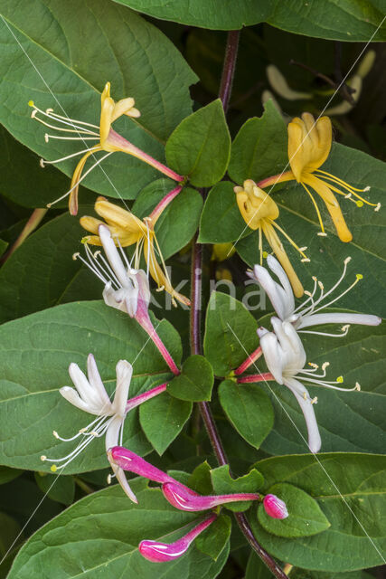 Honeysuckle (Lonicera periclymenum)