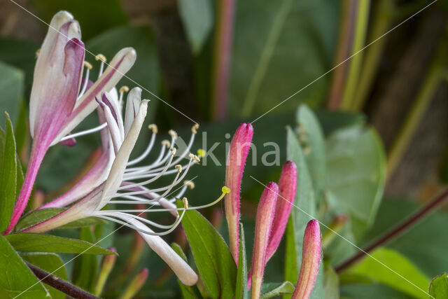 Honeysuckle (Lonicera periclymenum)