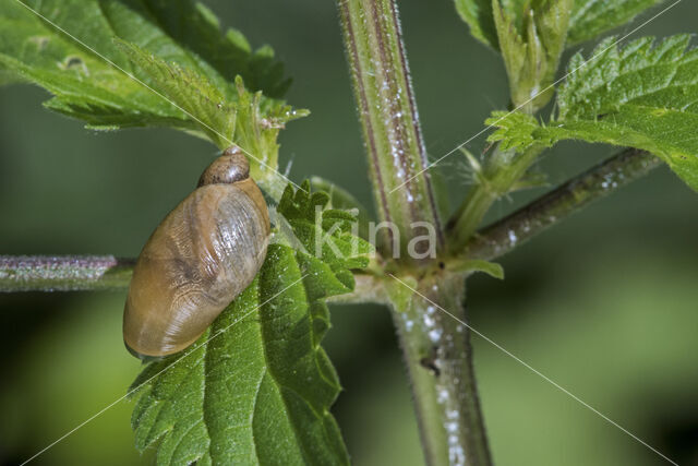 Gewone Barnsteenslak (Succinea putris)