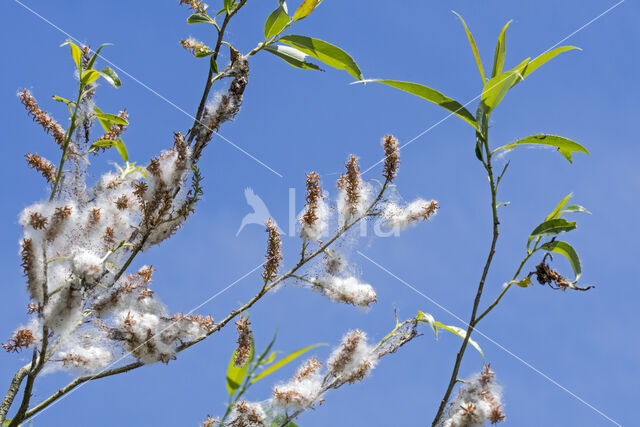 White Willow (Salix alba)