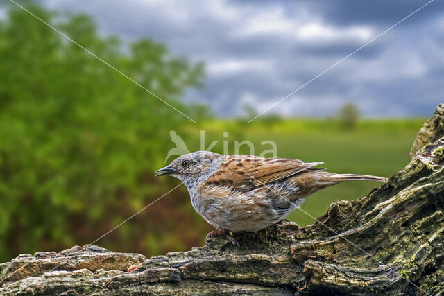 Dunnock