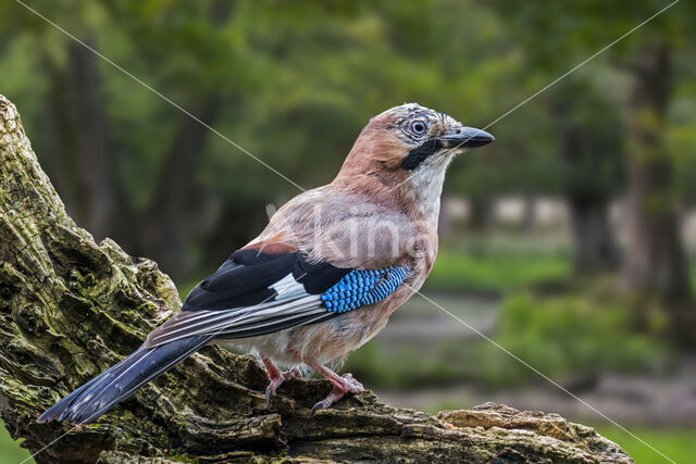 Vlaamse Gaai (Garrulus glandarius)