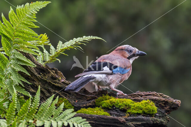 Vlaamse Gaai (Garrulus glandarius)