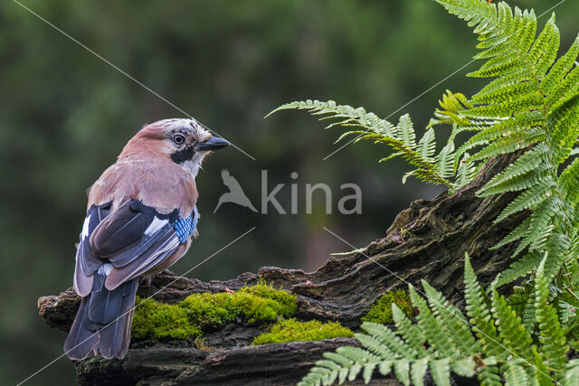 Eurasian Jay (Garrulus glandarius)