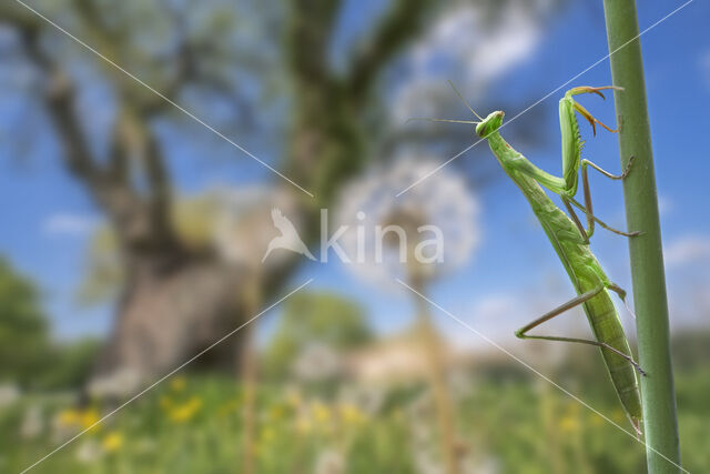 Bidsprinkhaan (Mantis reliogiosa)