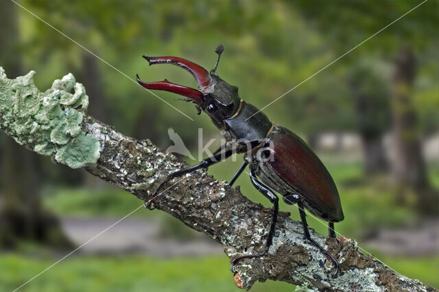 Stag Beetle (Lucanus cervus)