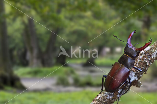 Stag Beetle (Lucanus cervus)