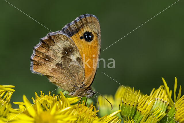 Oranje zandoogje (Pyronia tithonus)