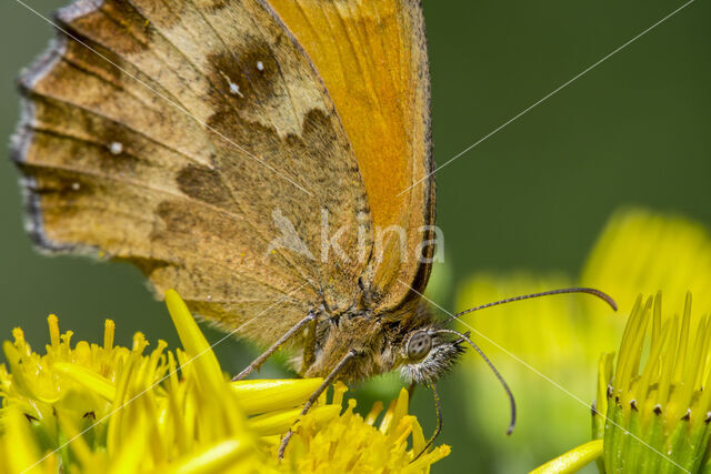 Oranje zandoogje (Pyronia tithonus)