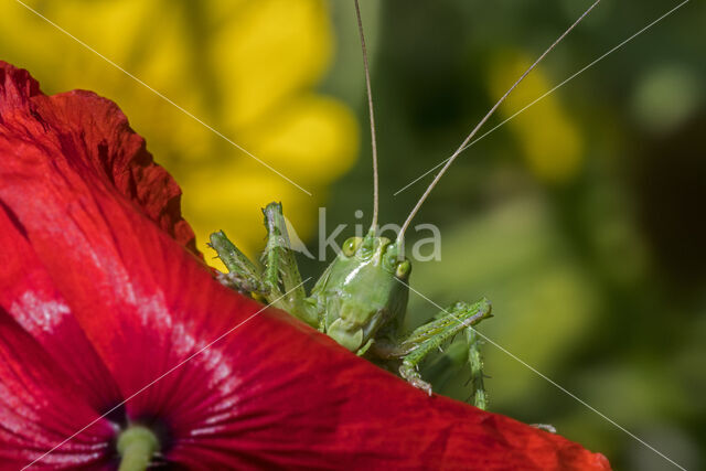 Grote groene sabelsprinkhaan (Tettigonia viridissima)