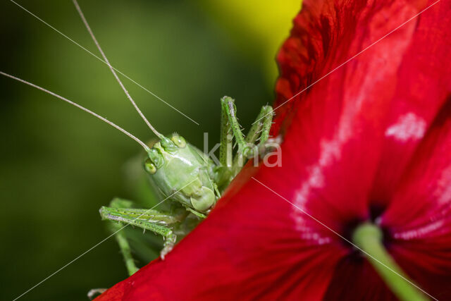 Grote groene sabelsprinkhaan (Tettigonia viridissima)