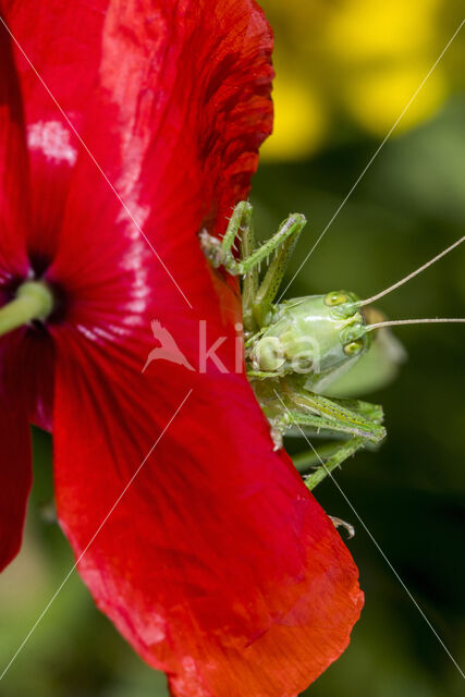Great Green Bush-cricket (Tettigonia viridissima)