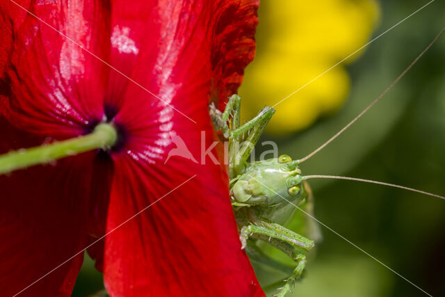 Great Green Bush-cricket (Tettigonia viridissima)