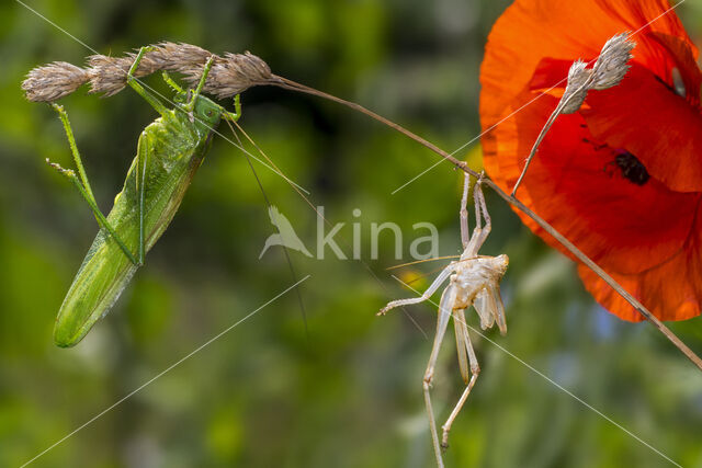 Great Green Bush-cricket (Tettigonia viridissima)