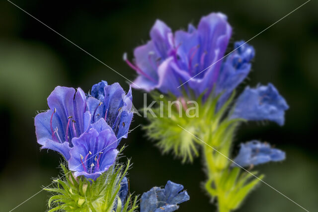 Viper's-bugloss (Echium vulgare)