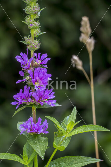 Purple Loosestrife (Lythrum salicaria)