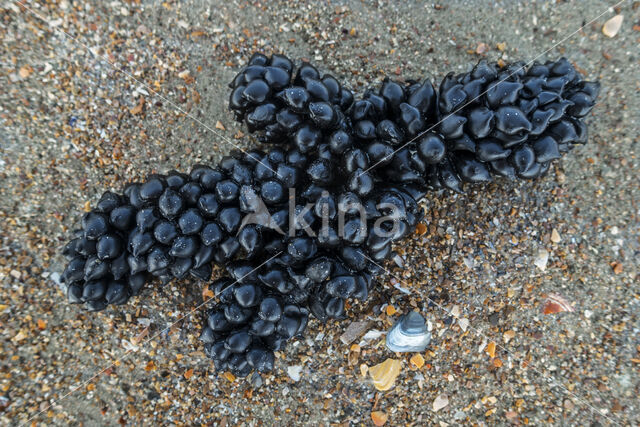 Gewone Zeekat (Sepia officinalis)