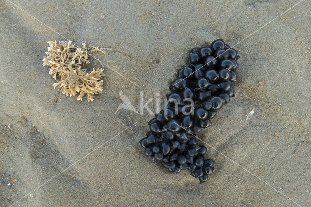 Gewone Zeekat (Sepia officinalis)