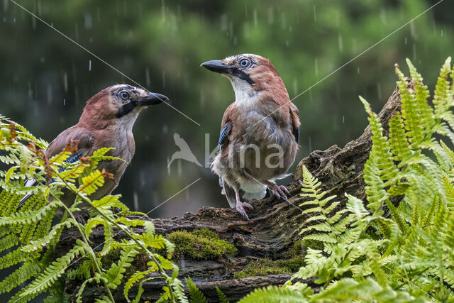 Vlaamse Gaai (Garrulus glandarius)