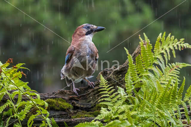 Eurasian Jay (Garrulus glandarius)