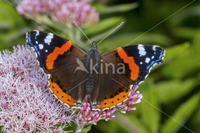 Red Admiral (Vanessa atalanta)