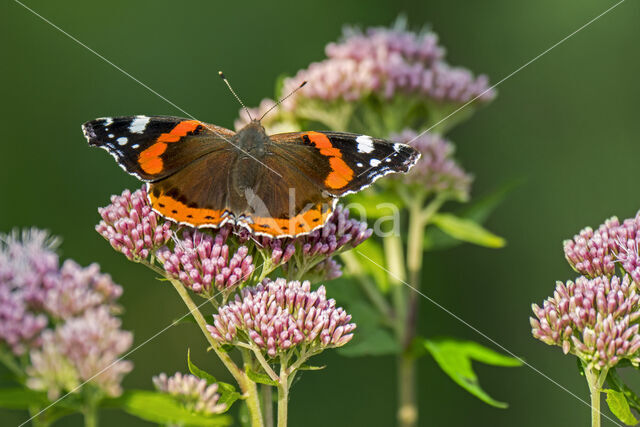 Red Admiral (Vanessa atalanta)