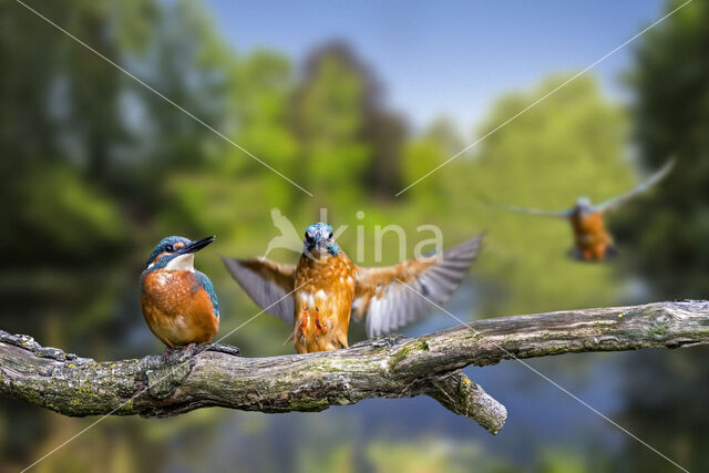 Kingfisher (Alcedo atthis)