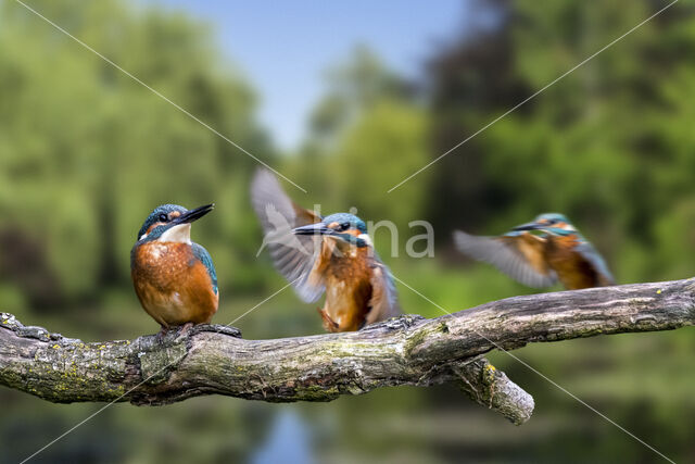 IJsvogel (Alcedo atthis)