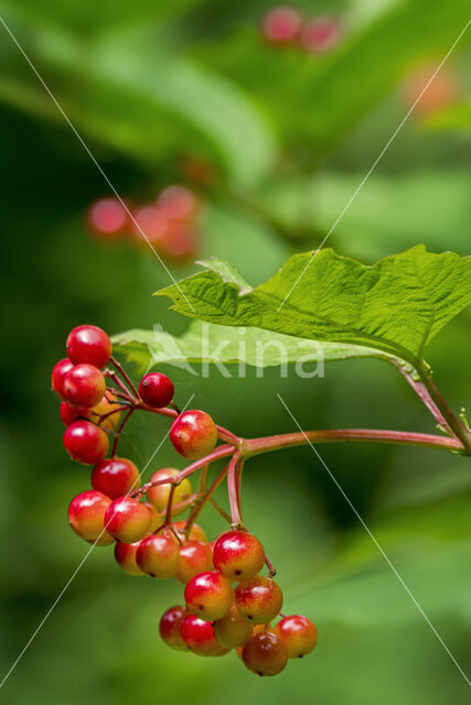 Gelderse roos (Viburnum opulus)