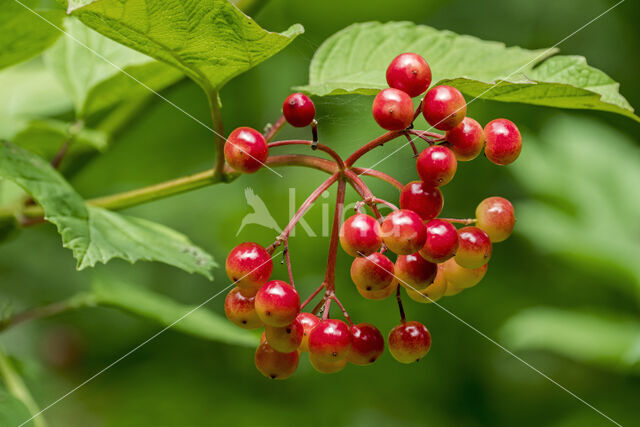 Guelder Rose