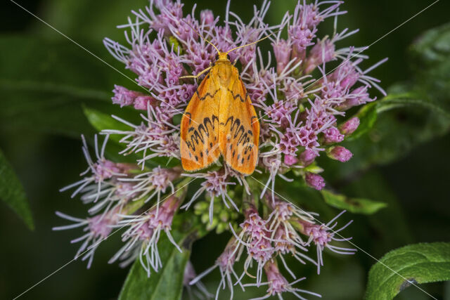 Rosy Footman (Miltochrista miniata)