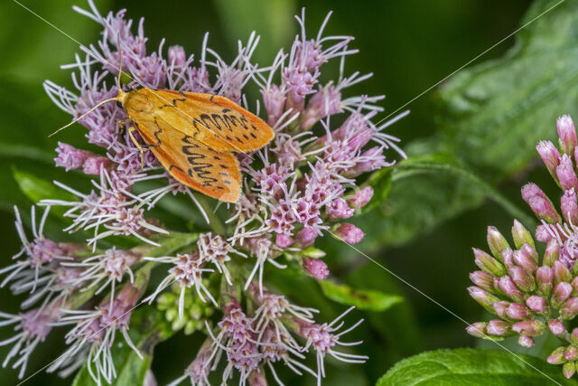 Rozenblaadje (Miltochrista miniata)