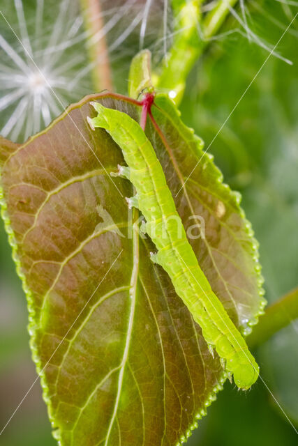 herald moth (Scoliopteryx libatrix)