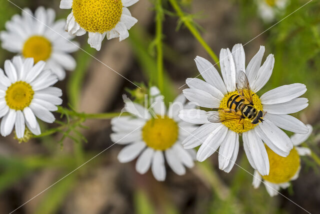 Hoverfly (Myathropa florea)