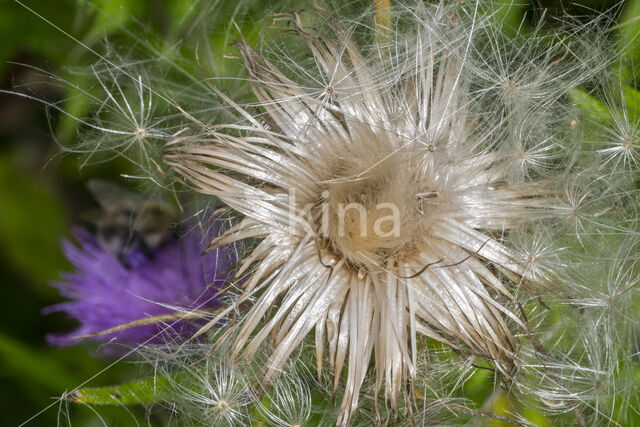 Cirsium lanceolatum