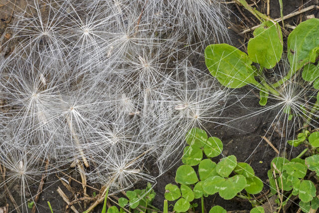 Cirsium lanceolatum