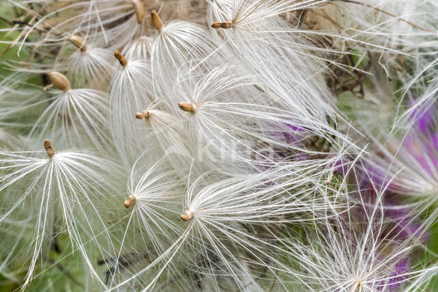 Cirsium lanceolatum