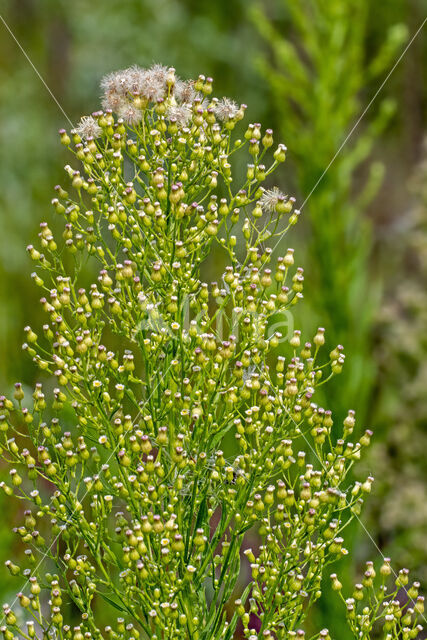 Canadian Fleabane