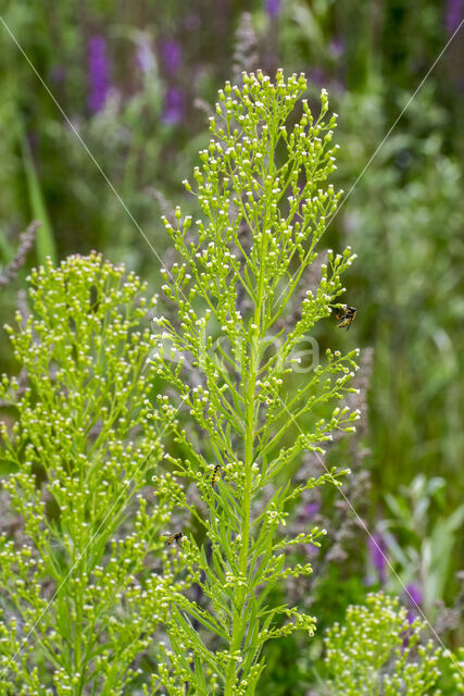 Canadian Fleabane