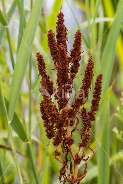 Goudzuring (Rumex maritimus)