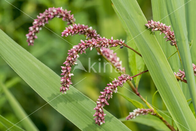 Knopige duizendknoop (Polygonum lapathifolium)