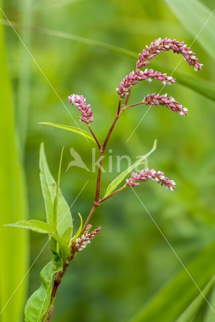 Knopige duizendknoop (Polygonum lapathifolium)