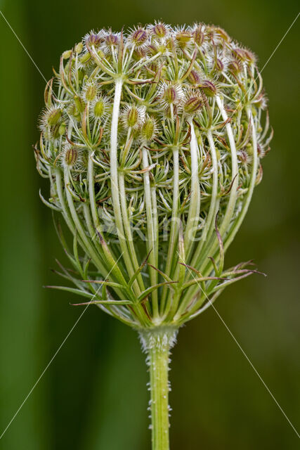 Wilde Peen (Daucus carota)